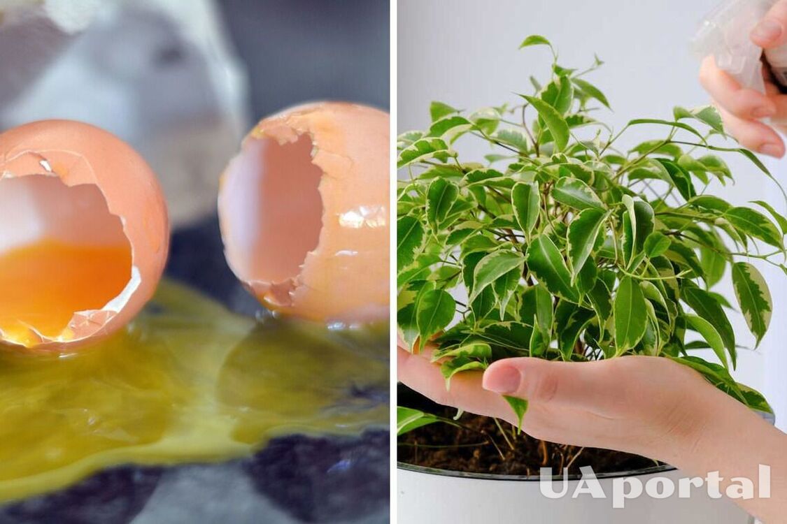 Почему не стоит выбрасывать скорлупки от яиц: как превратить отходы в удобрение для растений