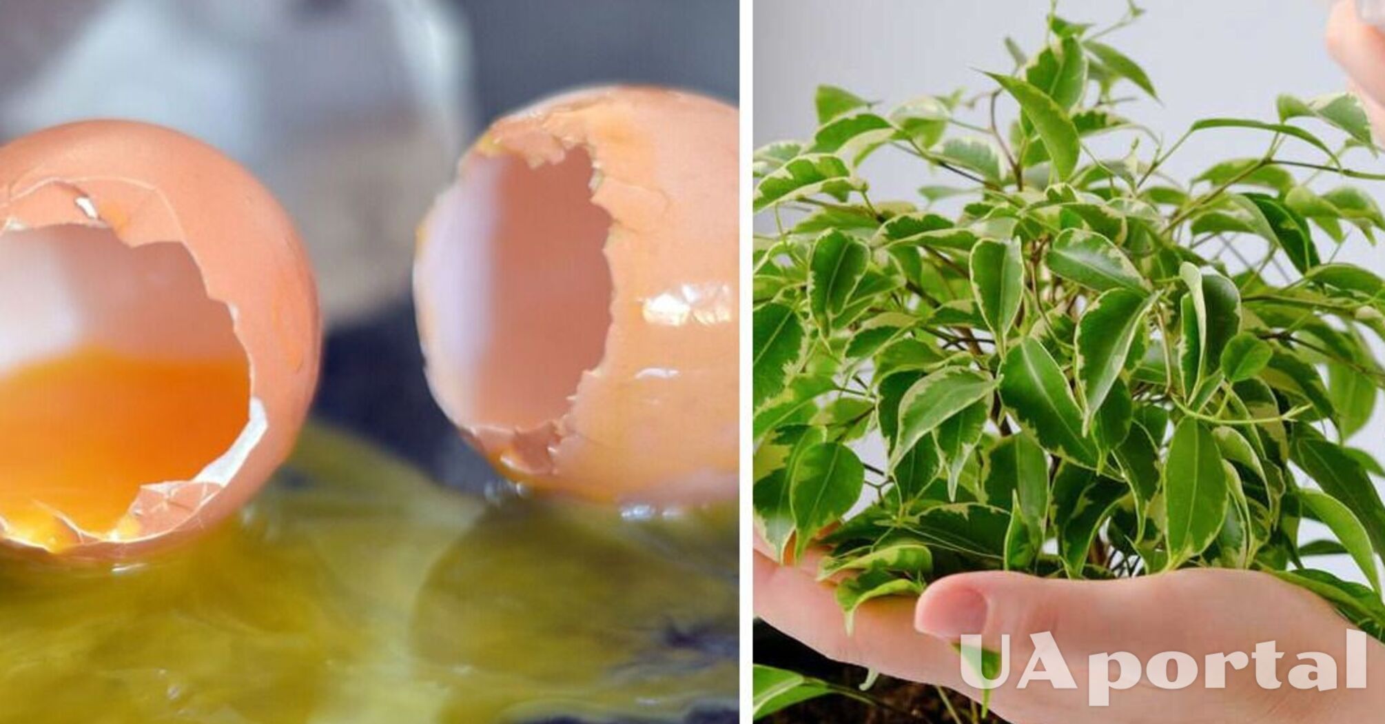 Чому не варто викидати шкарлупки від яєць: як перетворити відходи на добриво для рослин