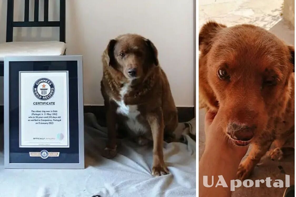Пес Бобі з Португалії потрапив до книги рекордів Гіннеса, як найстаріший собака в історії (фото)