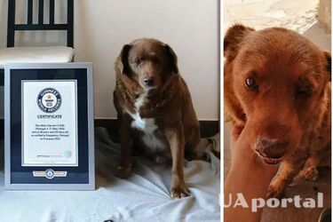 Бобі з Португалії потрапив у книгу рекордів Гіннеса, як собака, що прожив найдовше