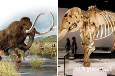 У США знайшли частину давньої зброї у ребрі мастодонта, можливий вік якої майже 14 тис. років (фото)