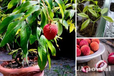 Як виростити лічі