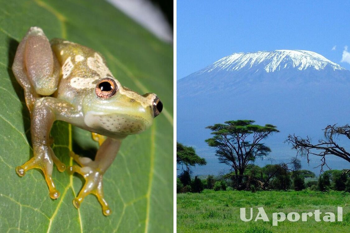 Новий вид німих жаб знайшли у Танзанії: як виглядають