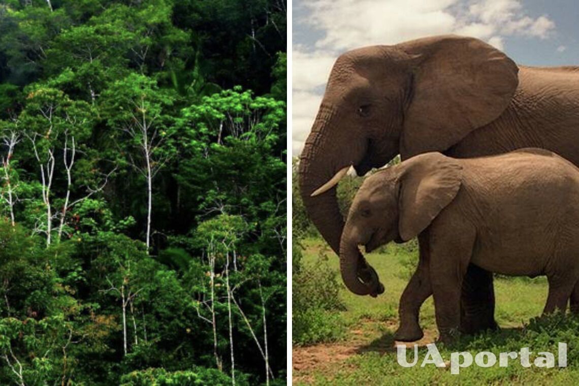 Науковці повідомили, як слони можуть врятувати планету Земля