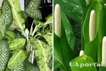 Будете постійно сваритися та можете захворіти: який вазон краще викинути з будинку