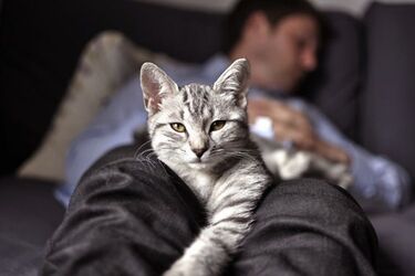 Почему коты спят на ногах у хозяев