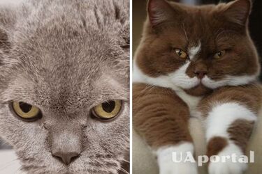 На що можуть образитись коти та кішки