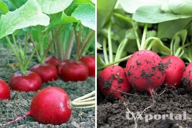 Як удобрити редиску курячим послідом, дріжджами та попелом