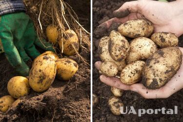 Як удобрити картоплю під час посадки