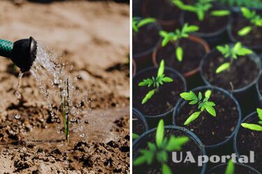 Які овочі та квіти можна посадити у березні на розсаду