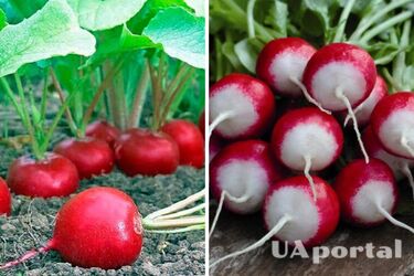 Properly growing radishes to get a good harvest: simple tips