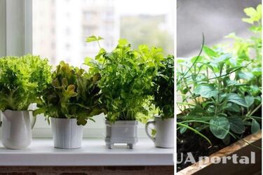 Growing greens on the windowsill: basic tips