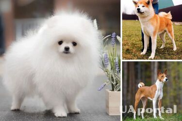 3 dog breeds that bring good luck to their owners