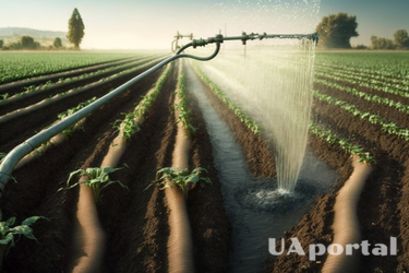 Как поливать растения на огороде