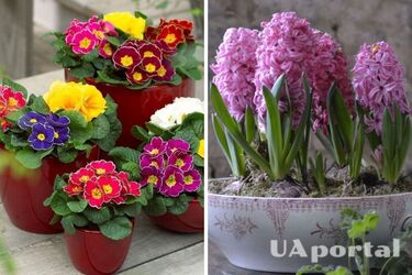 Чи можна дарувати квіти у горщиках