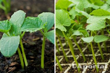 Одна маленька хитрість допоможе збільшити врожай огірків майже на 50%: лайфхак для городників