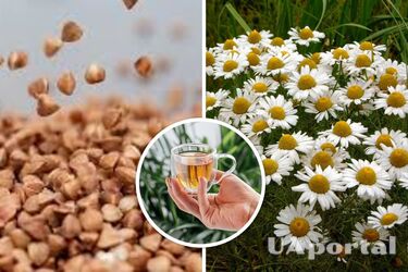 Buckwheat and chamomile tea for good sleep: a simple recipe