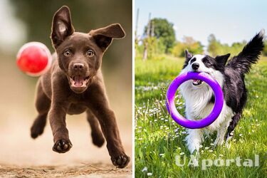 Какие любимые игры у собак