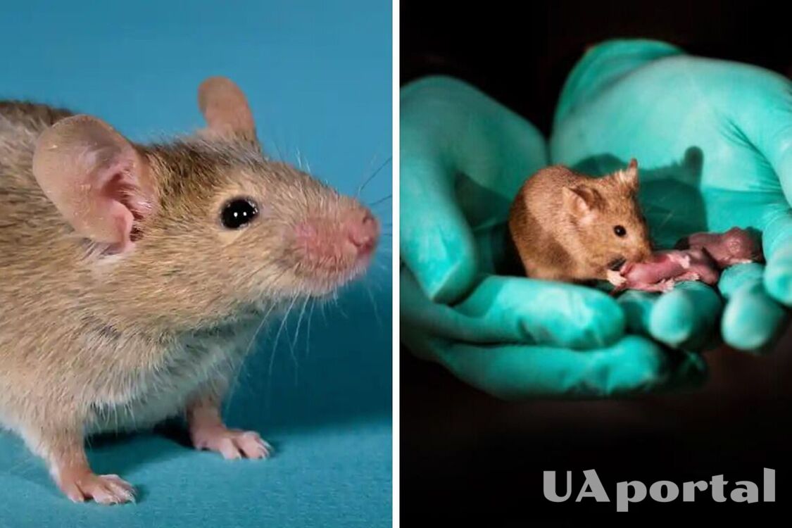 Двоє самців миші народили семеро мишенят: дослідження японських вчених
