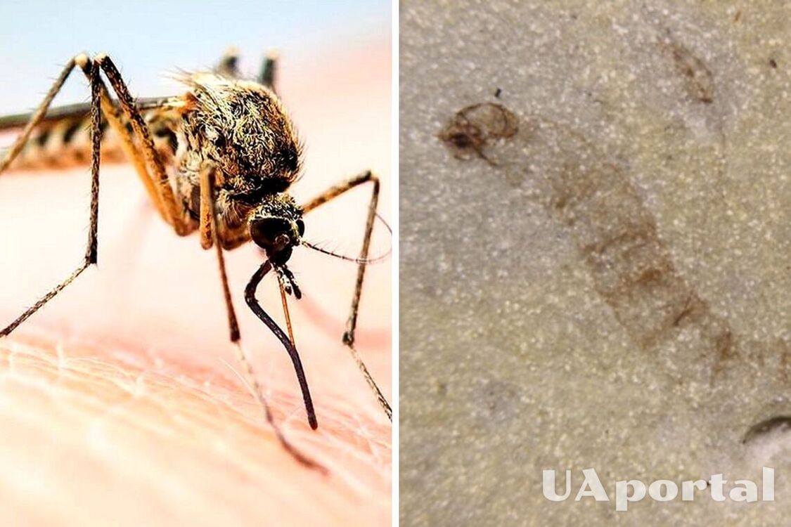 Віком 247 мільйонів років: на Майорці вчені знайшли личинку найстарішого комара на планеті