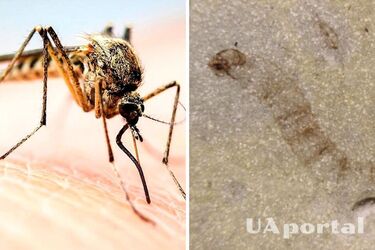 Возрастом 247 миллионов лет: на Майорке ученые обнаружили личинку старейшего комара на планете