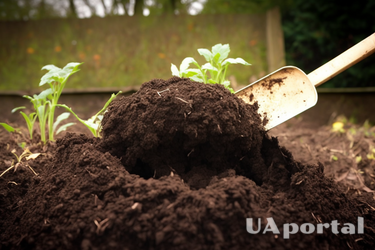 How to choose a place to plant plants in the garden