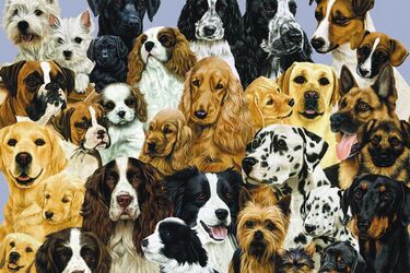 What names are suitable for popular dog breeds