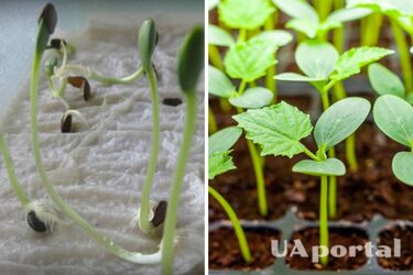 Как быстро прорастить семена огурцов замочив их в кипятке
