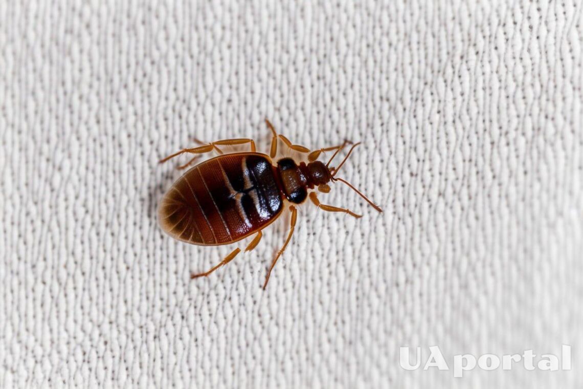 How to get rid of bedbugs once and for all: effective tips