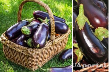 Как удобрять баклажаны, чтобы увеличить урожай, а плоды были большими