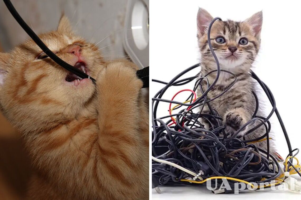 Why Cats Chew On Wires at Paul Pineda blog