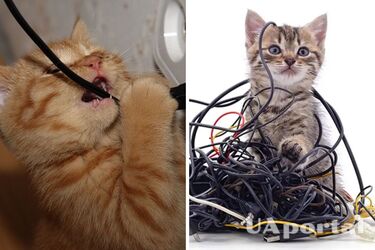 Как отучить кошек грызть провода