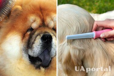 Як легко вичісувати собаку від шерсті