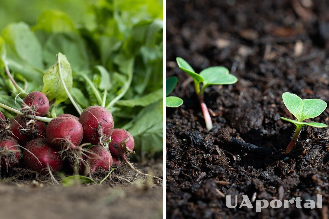 When is it time to plant radishes in the open field: tips from gardeners