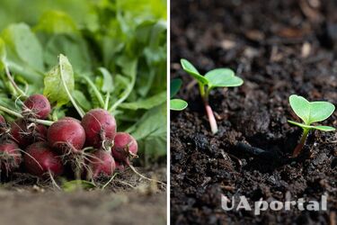 Коли пора садити редиску у відкритий ґрунт: поради городників