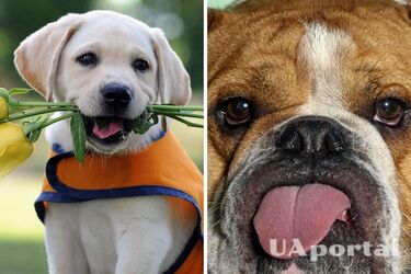 Які породи собак найдобріші