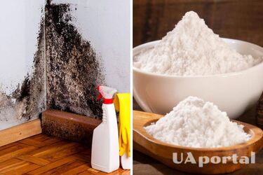 Як відмити цвіль вдома - як позбутися грибка вдома