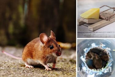 Как избавиться от мышей дома - что делать, если завелись дома мыши