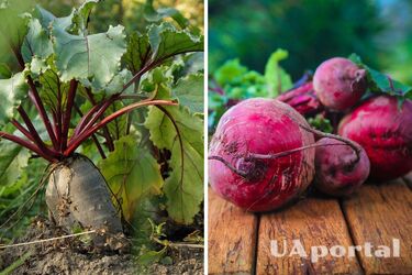 When to plant beets in open ground to get a good harvest: tips from gardeners