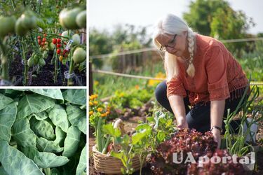 Какие овощи нельзя сажать рядом