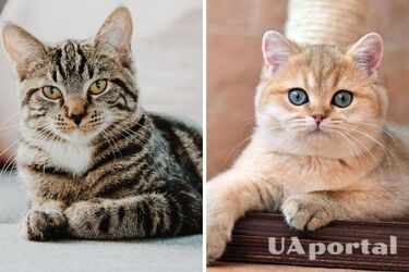 Какие породы кошек больше всего любят играть в игры