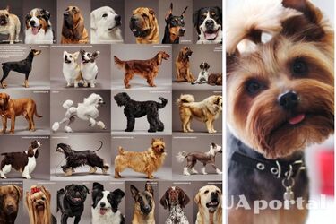 Вчені назвали які породи собак не зможуть вижити без людей