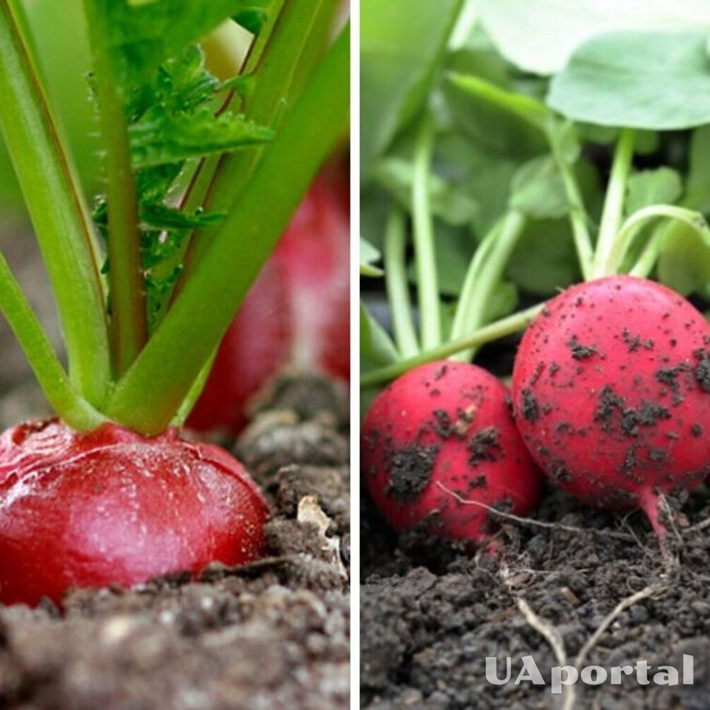 Первой плодоносит весной: как ухаживать за редиской, чтобы был хороший урожай