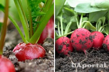 Как правильно выращивать редис