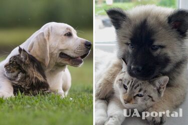 Как подружить кота с собакой, живущей в одном доме