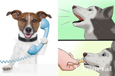 Як навчити собаку говорити