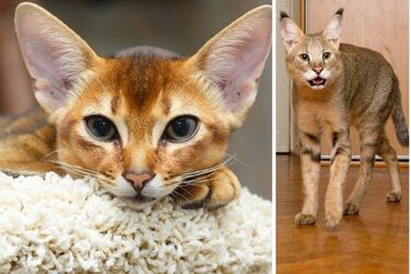 Какие породы кошек считаются не дружелюбными и их лучше не держать в доме с детьми