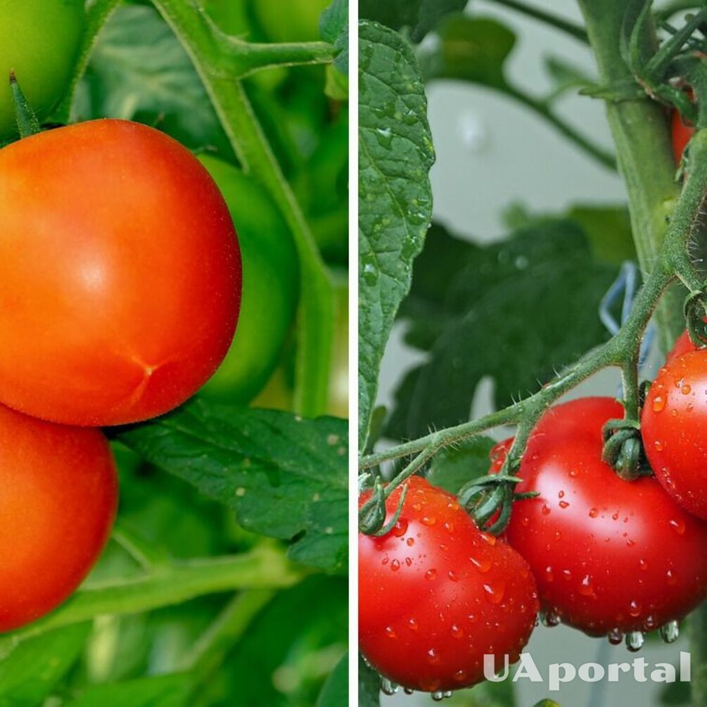 Коли та як садити помідори, щоб мати неймовірний врожай: поради городників