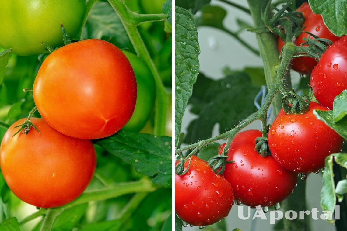 Коли та як садити помідори, щоб мати неймовірний врожай: поради городників
