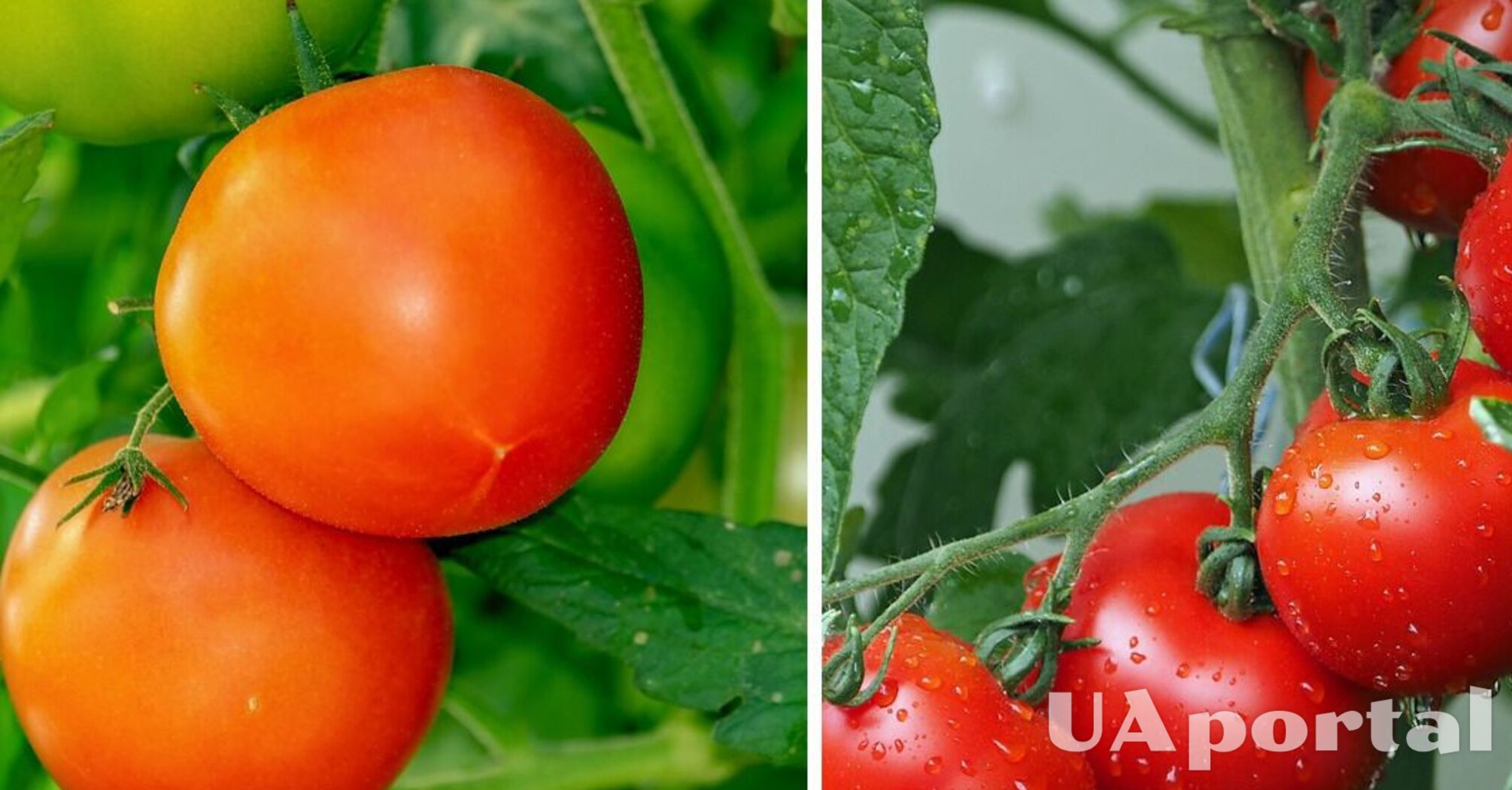 Когда и как сажать помидоры, чтобы получить невероятно урожай: советы огородников